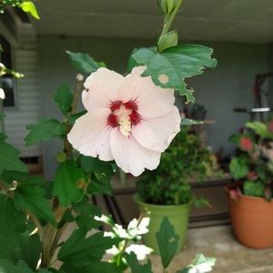 Meet your Posher, Elaine